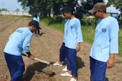 Kementan Gandeng Kemenkumham Tanam  Jagung di Kebun Lapas