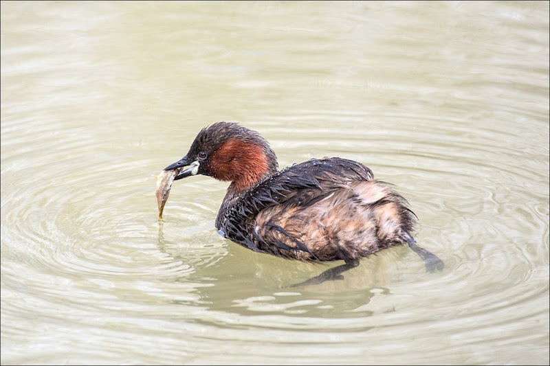 Little Grebe