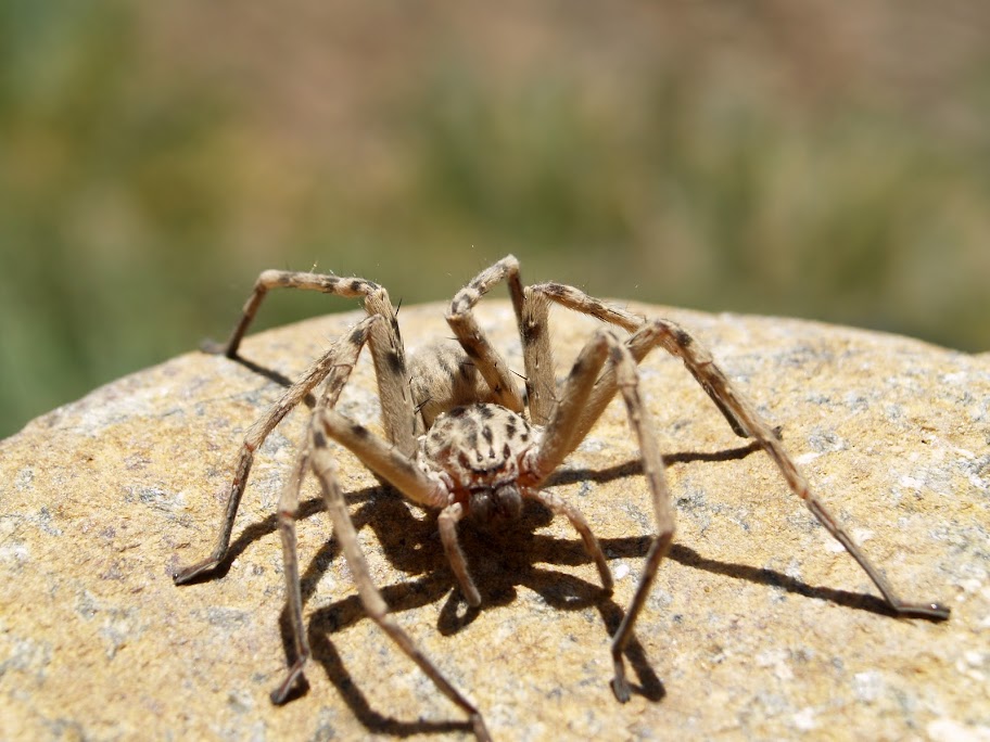 Where there is water, there is life: a large spider, possibly a Wolf Spider, poses for the camera at Wadi Jazira.