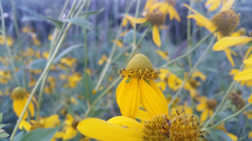 Park «Millennium Park», reviews and photos, 300 Gardner Street, West Roxbury, MA 02132, USA