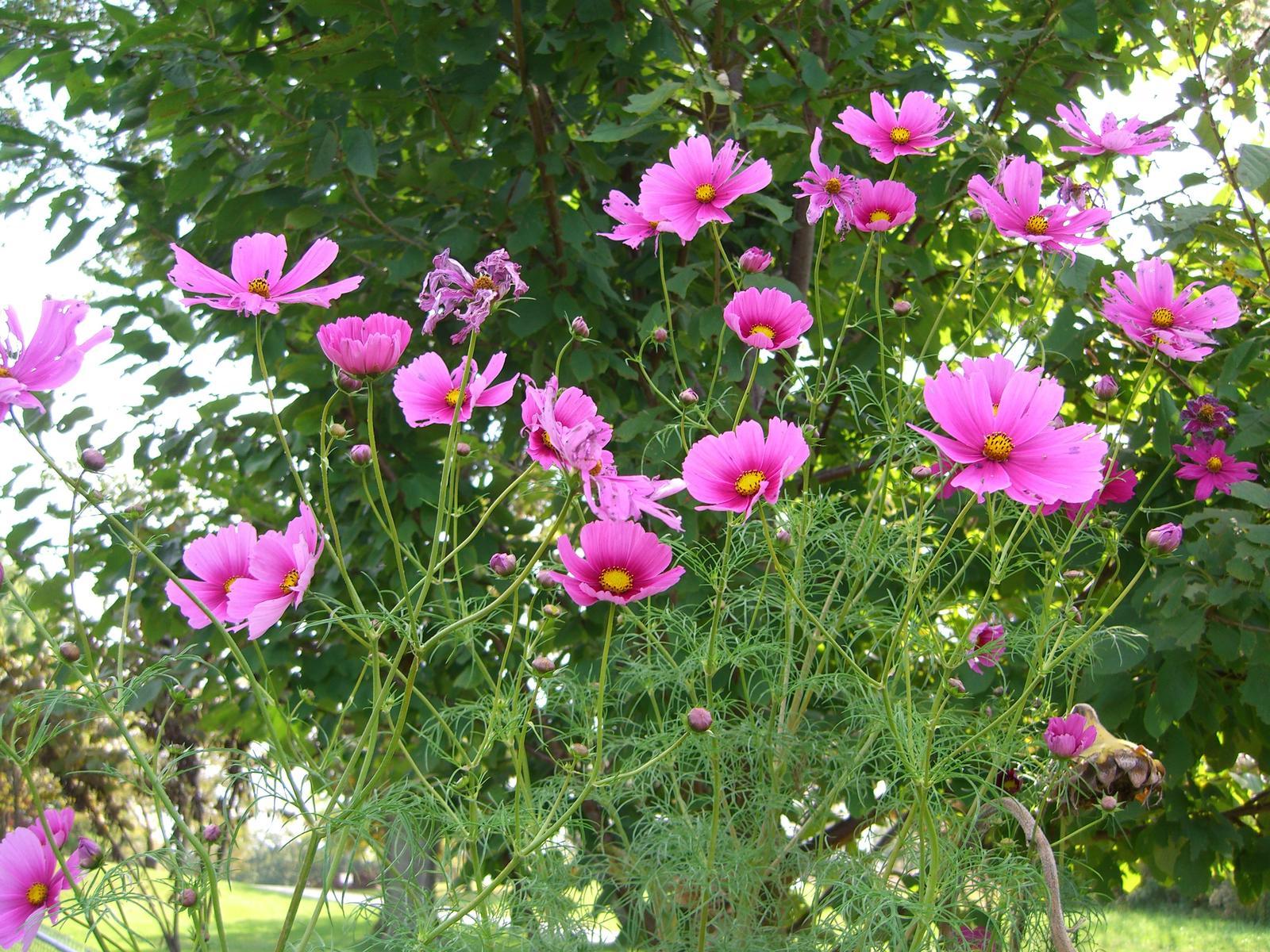 flowers for black and white