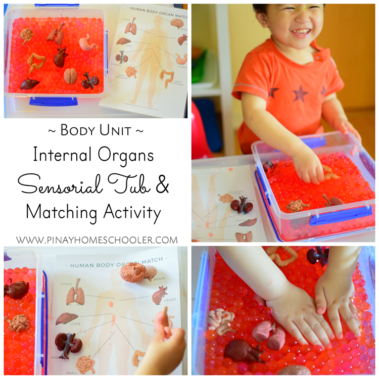 Internal Organs Sensorial Tub and Matching Activity