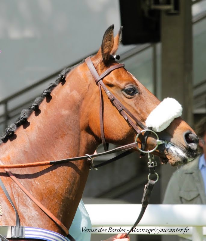 Photos Auteuil 22-05-2015 IMG_0788