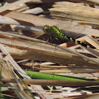 Eastern Pondhawk         Female