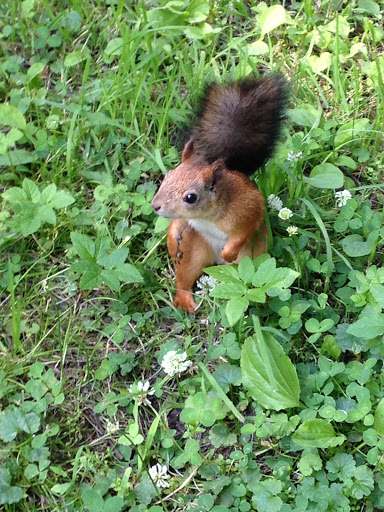 Трижды любимый Санкт-Петербург