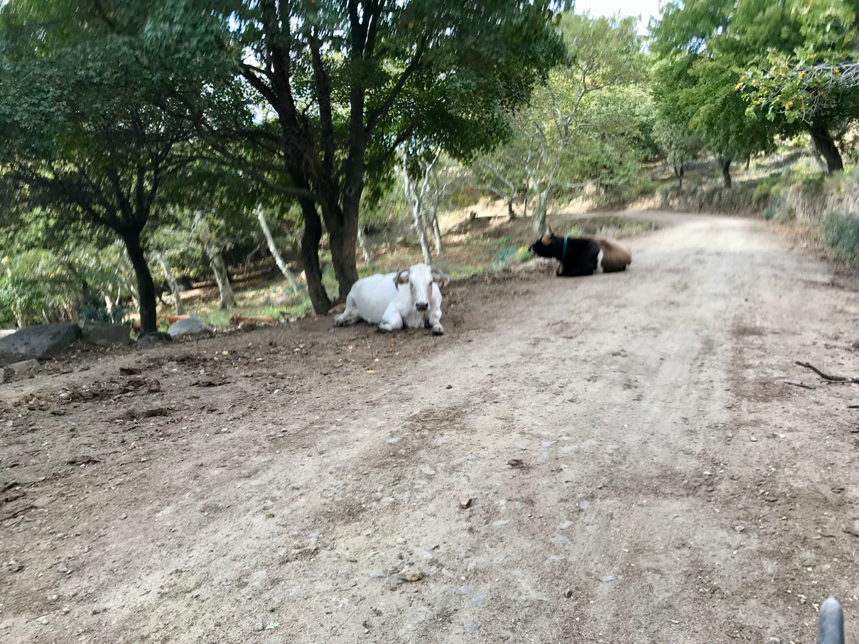 cows on the road