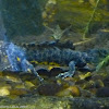 Great Crested Newt