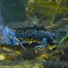 Great Crested Newt