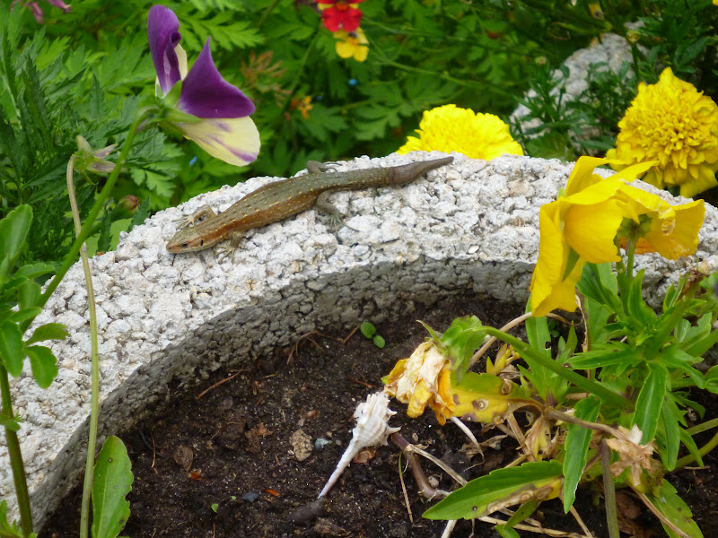 P1050148.JPG