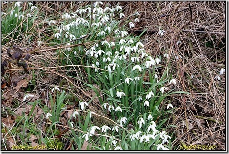 Ashlawn Cutting - March