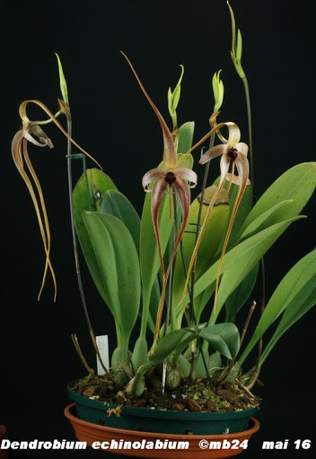 Bulbophyllum echinolabium Bulbop22