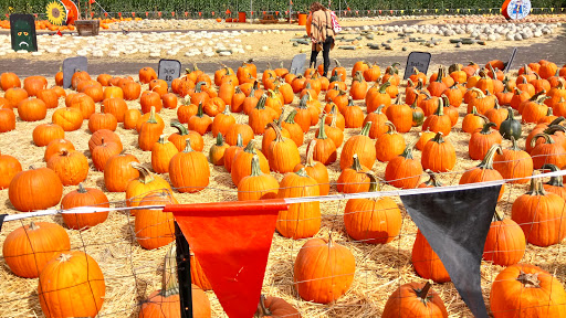 Pumpkin Patch «Spina Farms», reviews and photos, Santa Teresa Blvd, Morgan Hill, CA 95037, USA