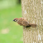 Passer montanus 麻雀