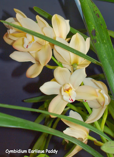 Cymbidium Earlisue Paddy PC080954