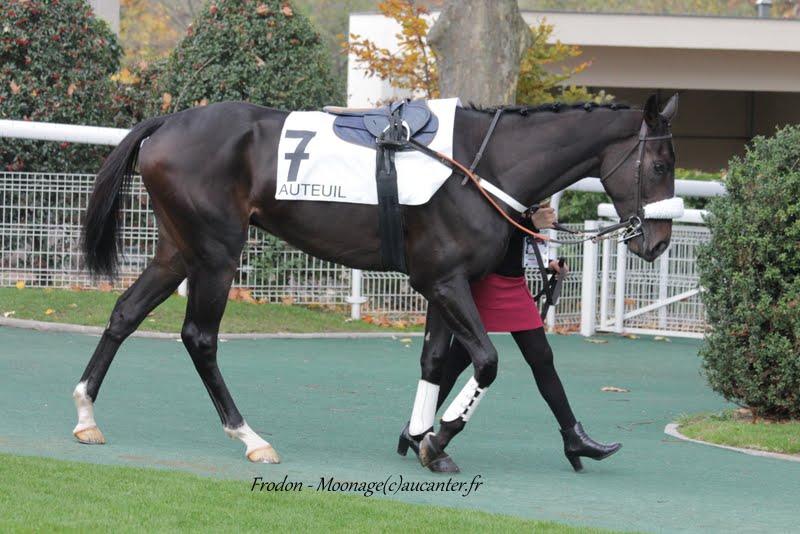 Photos Auteuil 7-11-2015 (48h de l'obstacle) IMG_6326