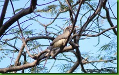 Hiding in tree