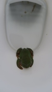 Frog in Toilet