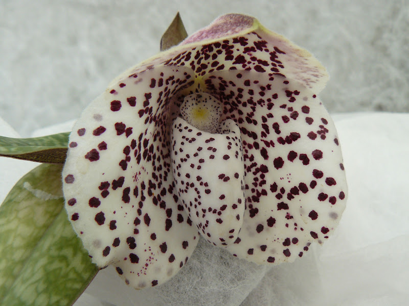 Paphiopedilum bellatulum 'Black Knight x Burgundy Red' P1050586