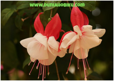 Fuchsia Bunga Peach (Fuchsia bellenplant)