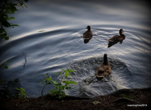 Mama and babies