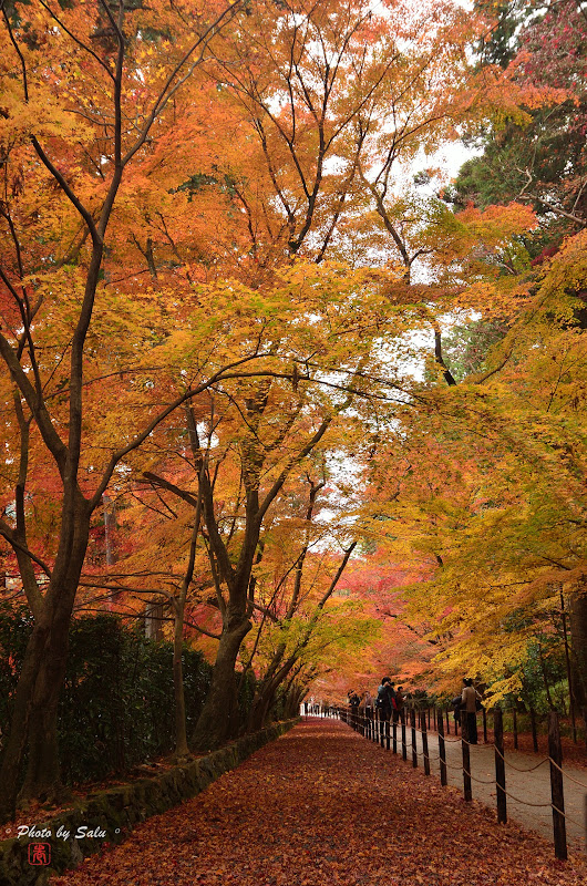 京都光明寺