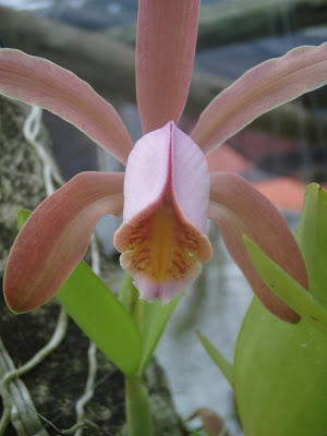 Cattleya forbesii P1180568