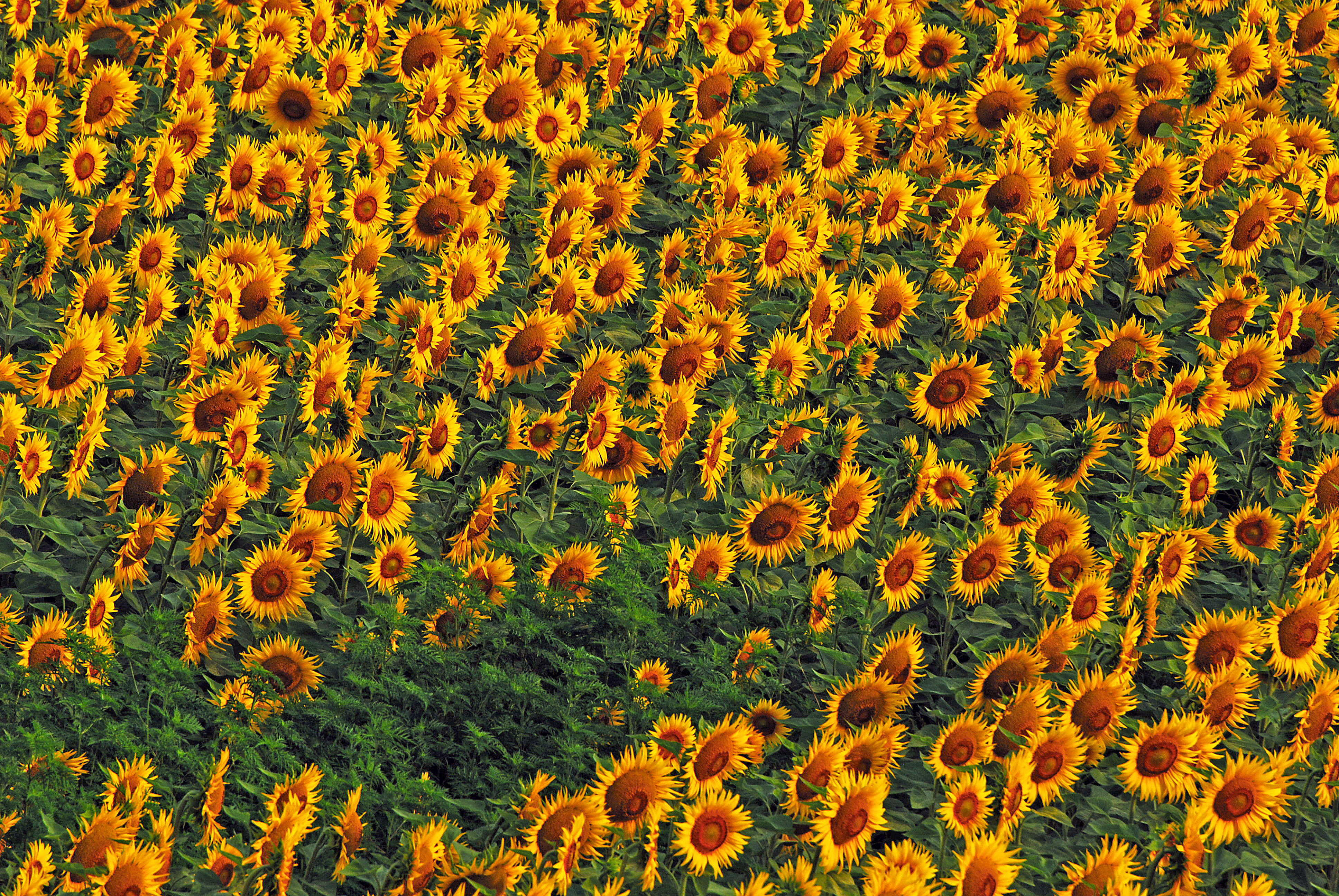 Splendore dei girasoli di Daimon