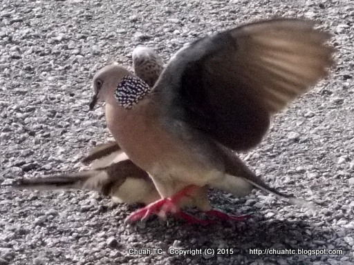 Spotted Doves Fighting