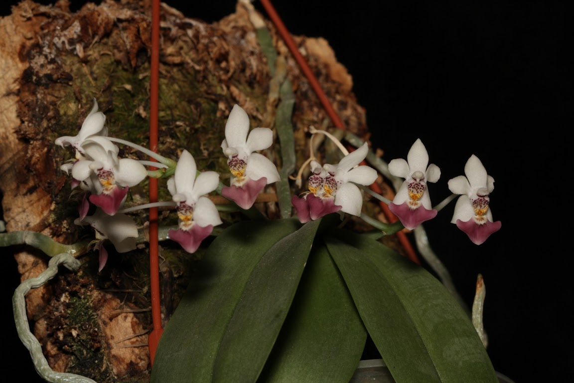 Phalaenopsis parishii IMG_0020