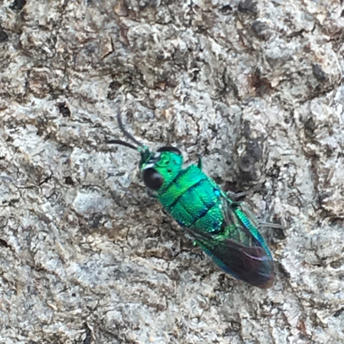 Cuckoo Wasp