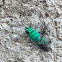 Cuckoo Wasp