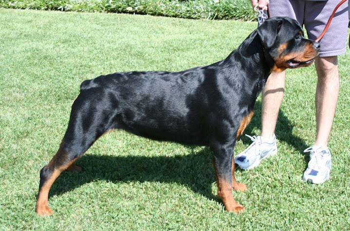 chó rottweiler đẹp nhất. Chó Rottweiler thuần chủng