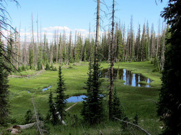 Ponds west of Crystal Lake