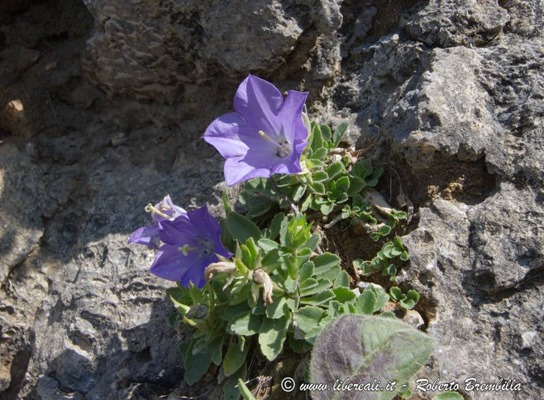 15_Campanula raineri_Cainallo-Bietti-000 (FILEminimizer)