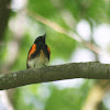 American Redstart