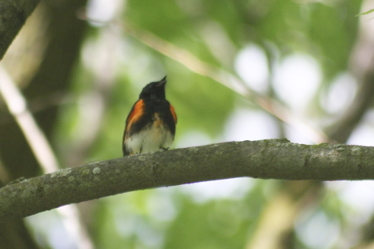 American Redstart