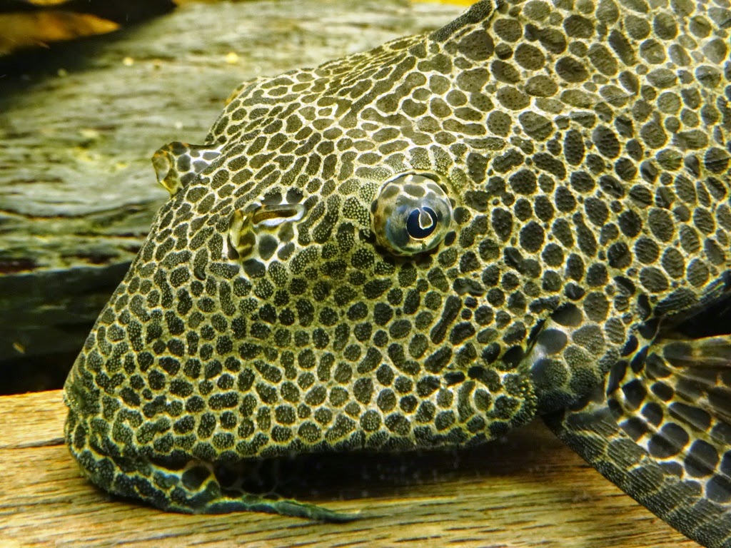 Gros plan sur mon Glyptoperichthys gibbiceps (pléco Royal) DSC09943