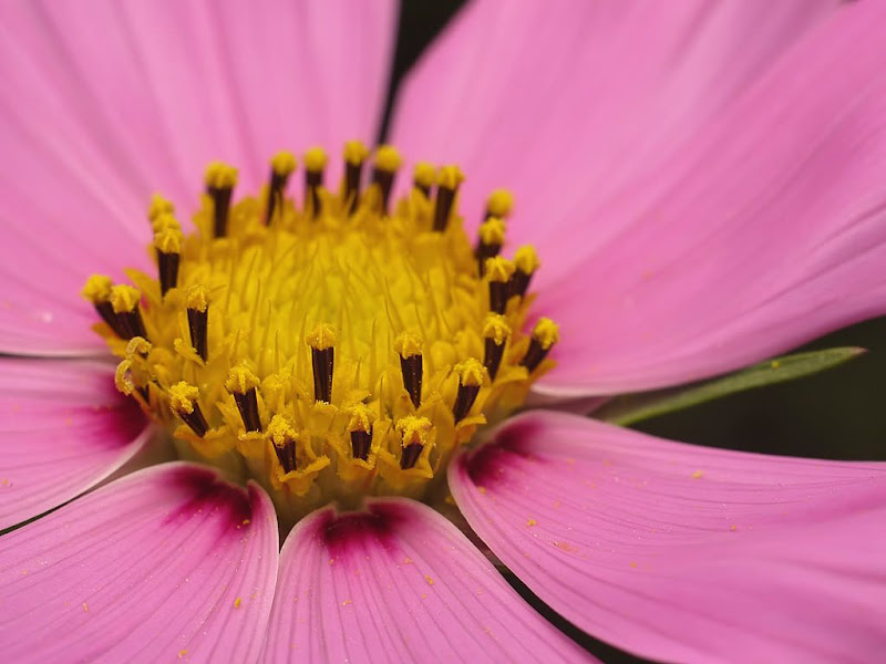 Au coeur des fleurs G1320009