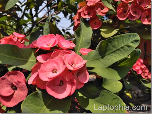 Hasil Foto Kamera Asus Zenfone 4 Max Pro ZC554KL Hasil Foto Kamera Asus Zenfone 4 Max Pro ZC554KL