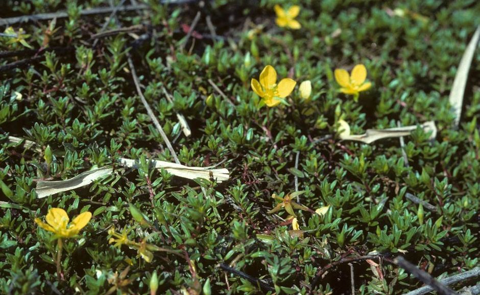 Людвигия дугообразная (Людвигия болотная пестрая) (Ludwigia arcuata)