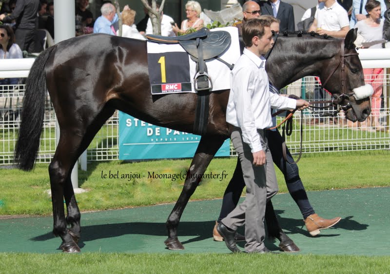 Photos Auteuil 17-05-2015 Journée du Grand Steeple IMG_0324