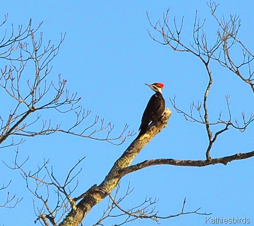 3. pileated wood-kab