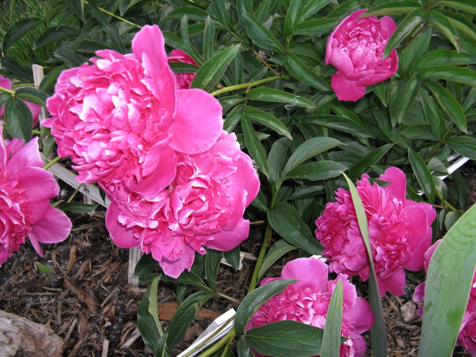 Deep Pink Peonies