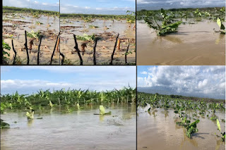 Más de tres mil tareas sembradas de plátanos se perdieron en El Peñón por las lluvias de los últimos días