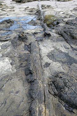 SOUTHLAND: LOS CATLINS, DE OWAKA A TE ANAU - NUEVA ZELANDA: NAVIDADES EN LAS ANTÍPODAS (11)