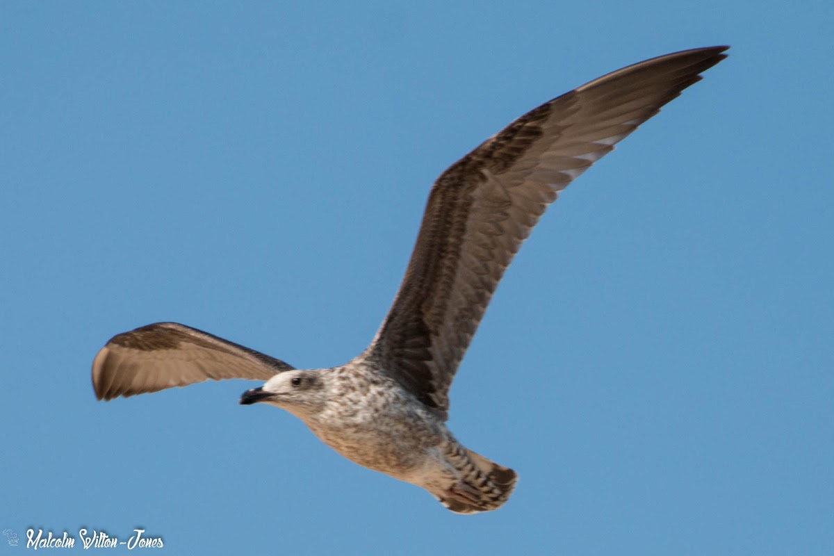 Yellow-legged Gull