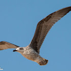 Yellow-legged Gull