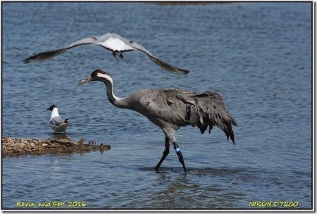 Slimbridge WWT - April