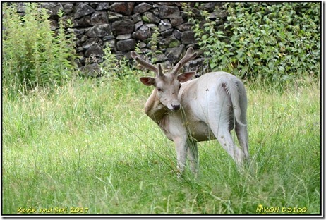 Bradgate Park - July