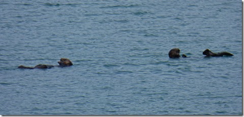 Otters in Resurrection Bay 